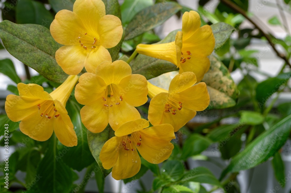 Naklejka premium yellow flowers