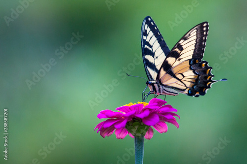Tableau sur toile zebra swallowtail butterly