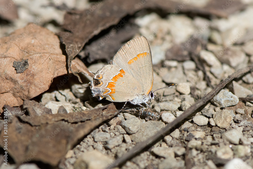 Obraz premium Butterfly 2019-108 / Red-banded Hairstreak (Calycopis cecrops)
