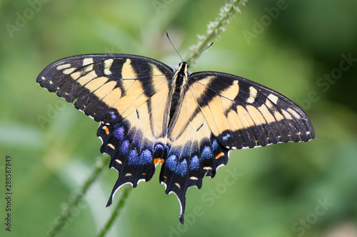 Butterfly 2019-110 / Tiger Swallowtail (Papilio glaucus) 