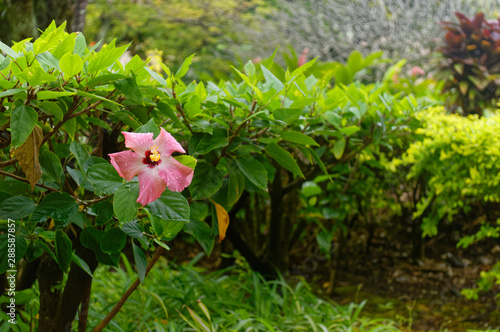 Lone Hibiscus