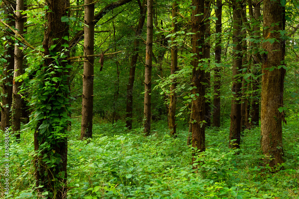 White Pines Forest White Pines Forest