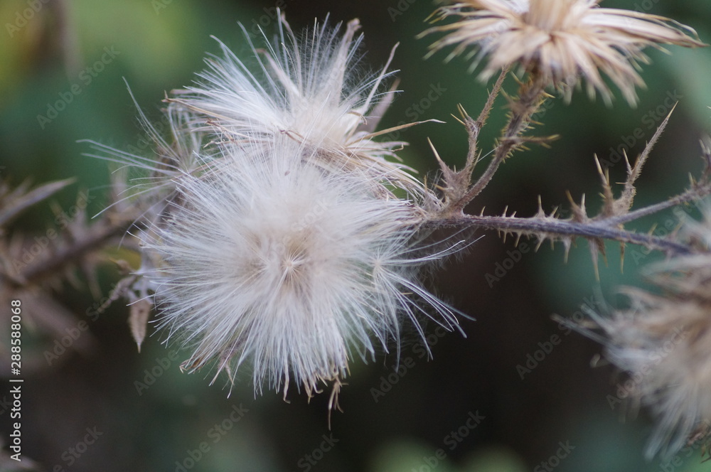 Fototapeta premium dandelion on blue background