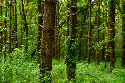 White Pines Forest