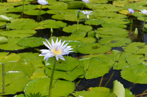 White Lotus in a pond