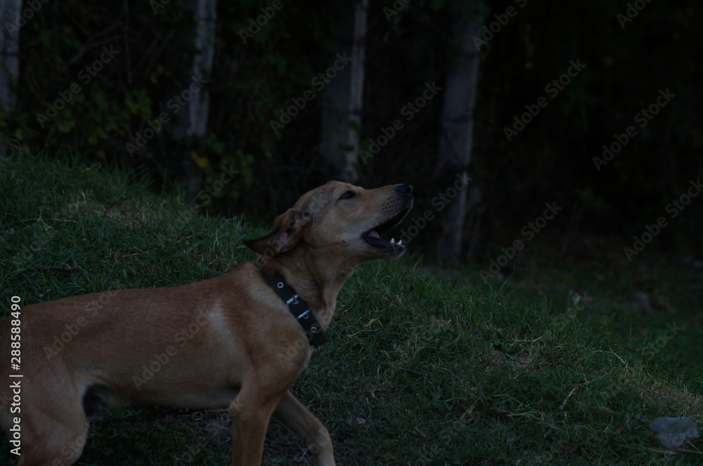 dog in the park