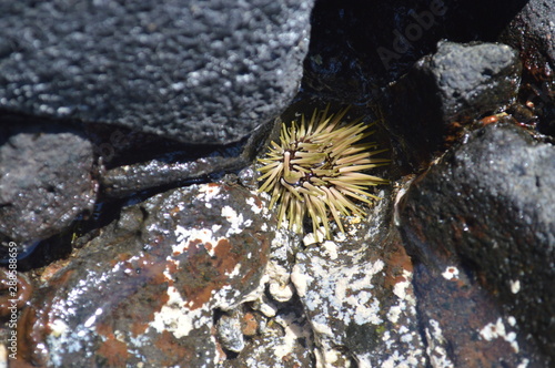 Rock Boring Sea Urchin