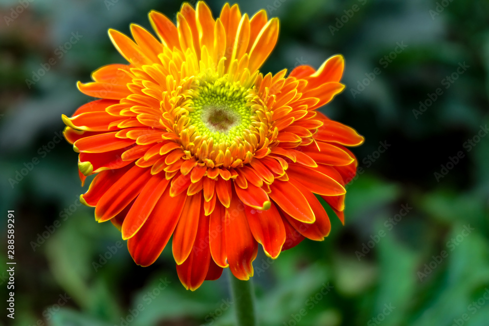 Blossome orange gerbera flower and blooming in garden Blossome orange gerbera flower and blooming in garden