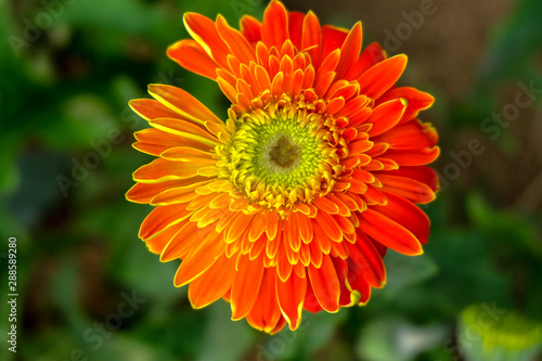 Blossome orange gerbera flower and blooming in garden