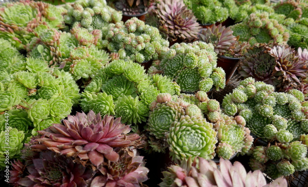Succulents. Cactus plants (Cactaceae) Succulents. Cactus plants (Cactaceae)