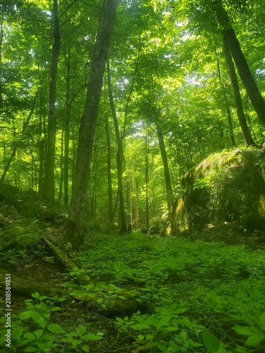 forest in the morning