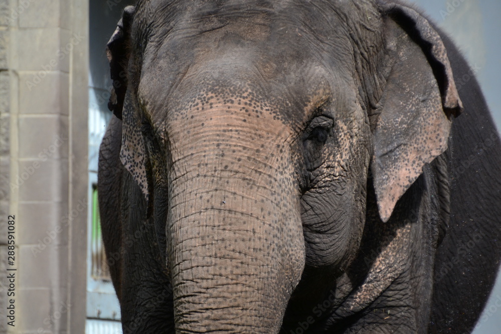 Fototapeta premium Lucy the Asian Elephant