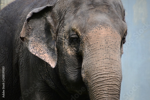 Lucy the Asian Elephant