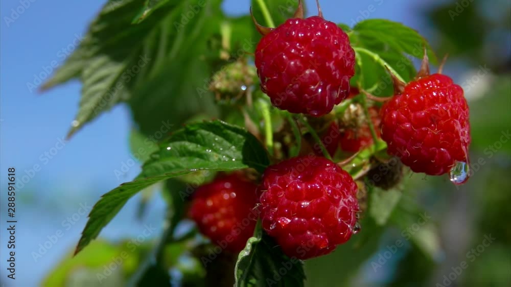 Drops of summer rain fall on ripe red raspberries on a branch in slow motion Drops of summer rain fall on ripe red raspberries on a branch in slow motion