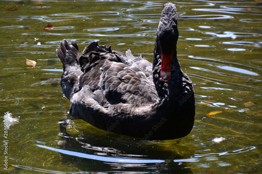 Fototapeta premium Black Swan
