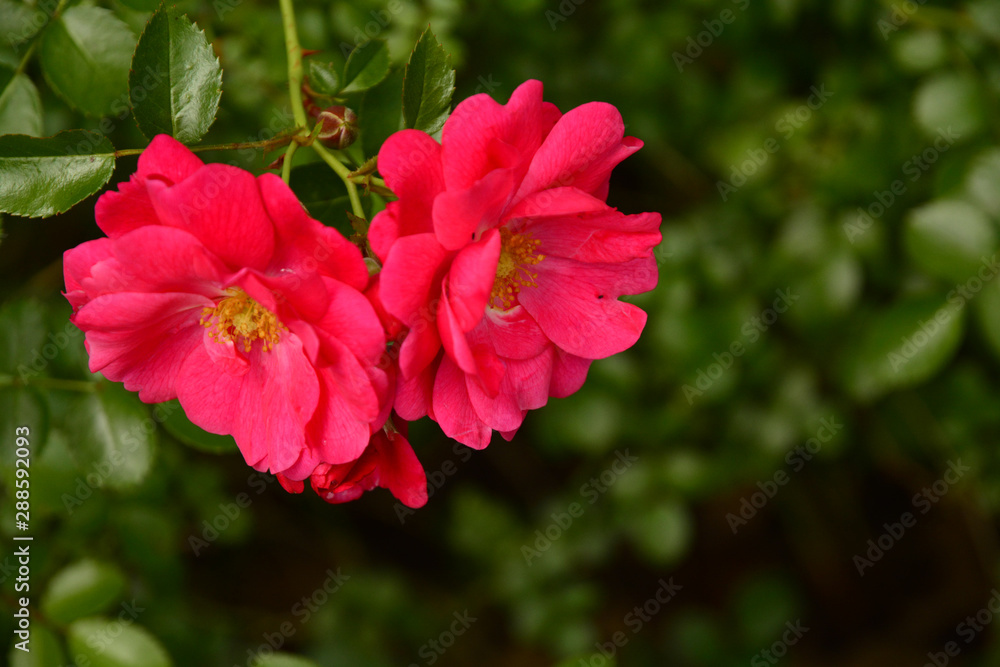 flower pink flower pink