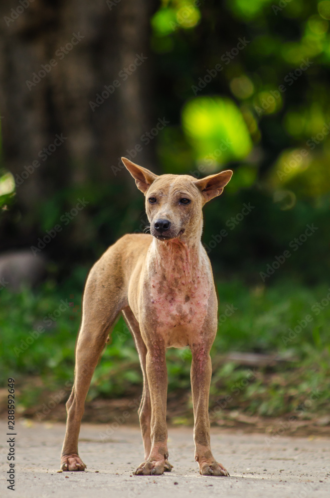 Ugly dog standing on the asphalt road Ugly dog standing on the asphalt road