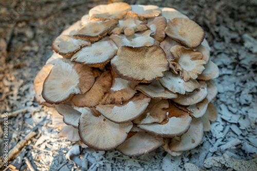Powered Mushroom form top