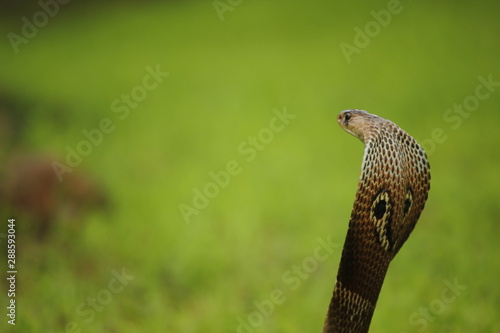 indian specatacled cobra with open hood