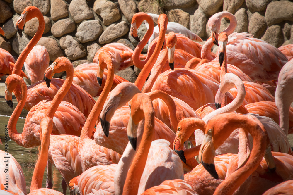 Obraz premium A flock of flamingos seen at the zoo