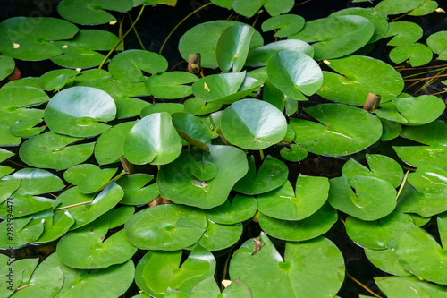 A green water lily leaf in the pond