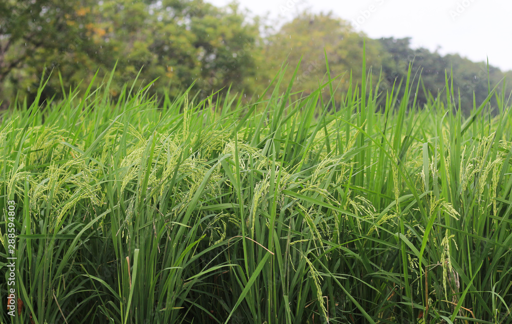 Rice plants in the green paddy field on Rice plants in the green paddy field on