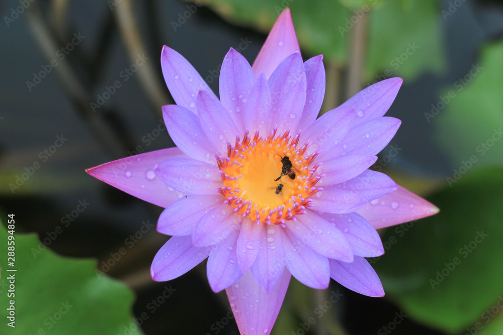 Insect dead in purple lotus blossom. Insect dead in purple lotus blossom.