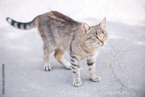 Cute street cat grey tortoise color is on the asphalt, a street portrait of tabby cat with green eyes.