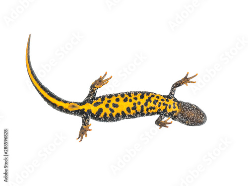Lizard Triton with bright yellow belly isolated on white background.
