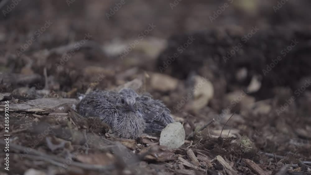 Two Scared Mourning Dove Chicks Sit on the Ground Two Scared Mourning Dove Chicks Sit on the Ground