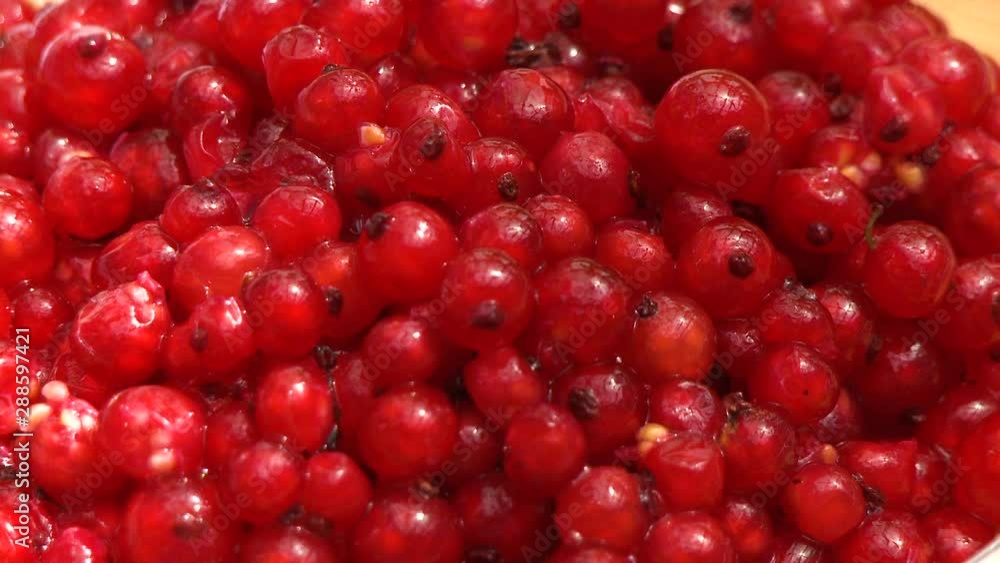 Steady, extreme close up on a pile of Red Currants. Steady, extreme close up on a pile of Red Currants.