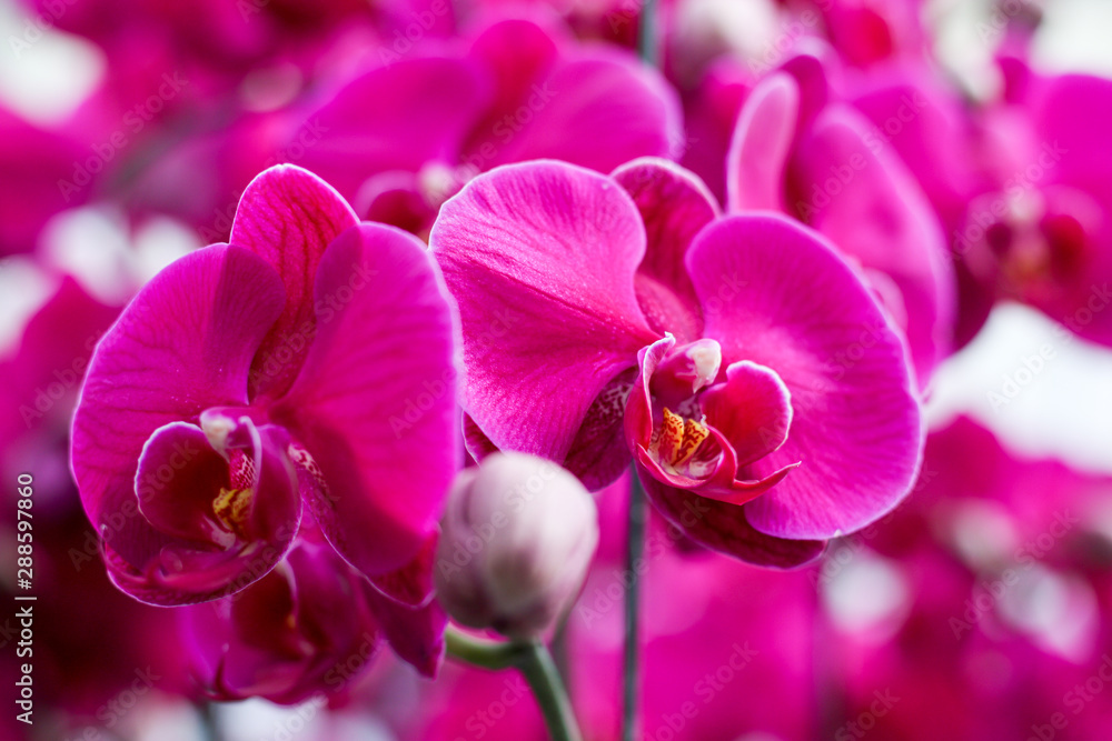 Obraz premium Close up red orchid blooming in orchid garden