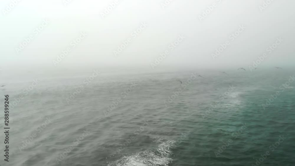 Aerial Follow of a Flock of Pelicans Over Foggy Ocean Aerial Follow of a Flock of Pelicans Over Foggy Ocean