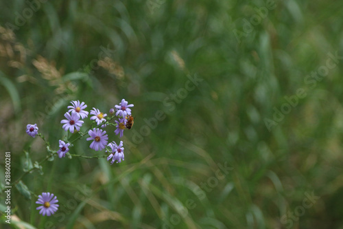 bee on purple wildflowers at left