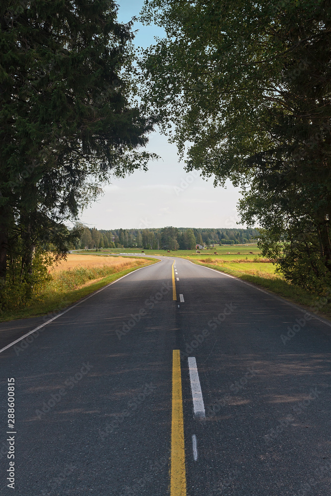 Fototapeta premium Road Through The Forest