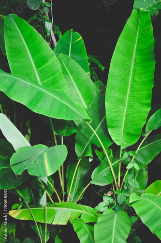tropical banana trees with green leaves on dark background