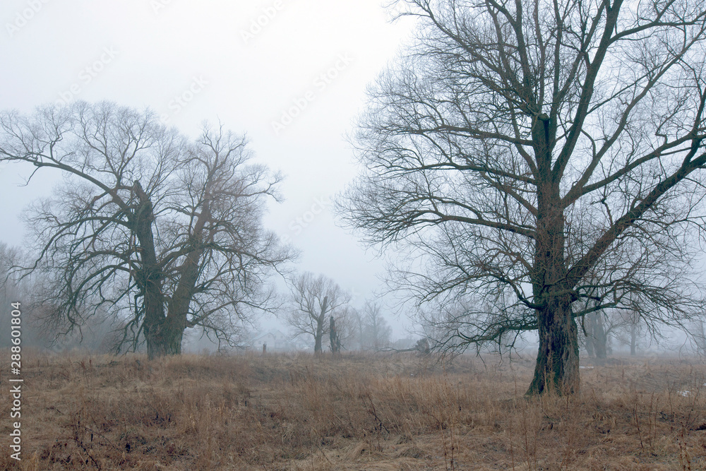 Fototapeta premium trees on a field at dusk