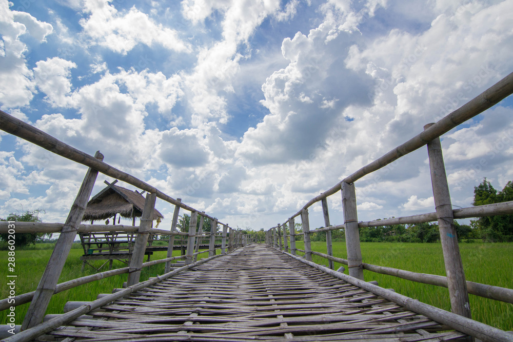 Obraz premium Green rice field with blue sky and cloud.