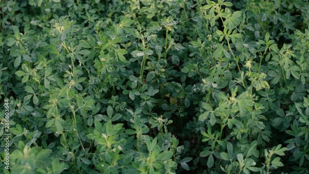 Alfalfa grows on a farm field. Alfalfa grows on a farm field.