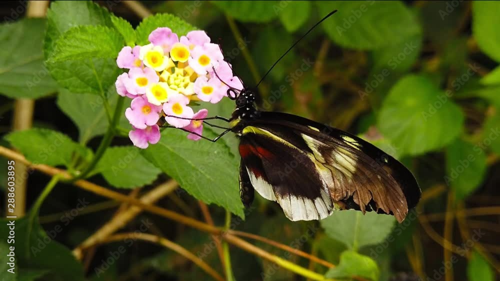 Close up video of a postman butterfly (Heliconius melpomene) perching on a lantana camara flower. Shot at 120 fps. Close up video of a postman butterfly (Heliconius melpomene) perching on a lantana camara flower. Shot at 120 fps.