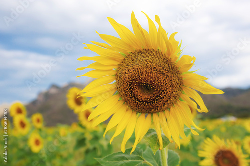 Fototapeta Naklejka Na Ścianę i Meble -  Sunflower with beautiful at sky.