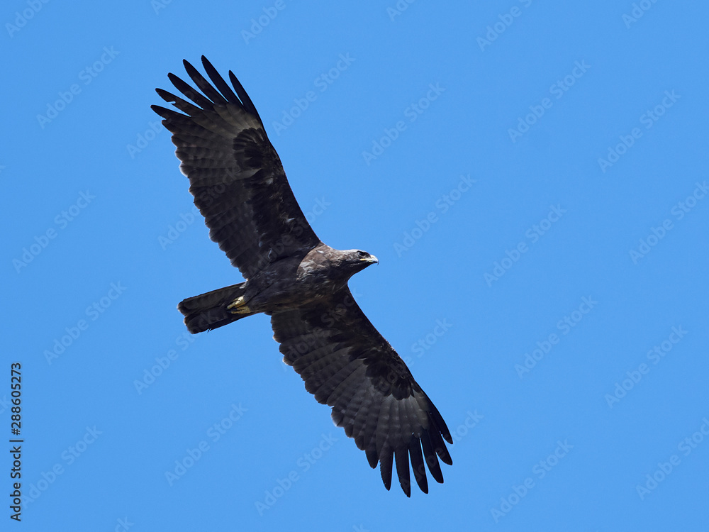 Fototapeta premium Wahlbergs eagle (Hieraaetus wahlbergi)