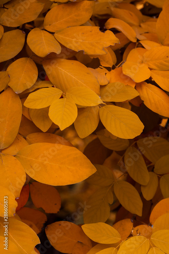 Dark and moody image of yellow leaves, dark tone photo