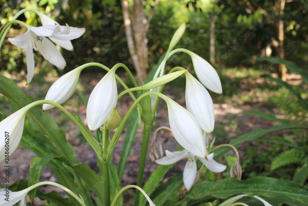 Fototapeta premium white floer blossoms and flower heads