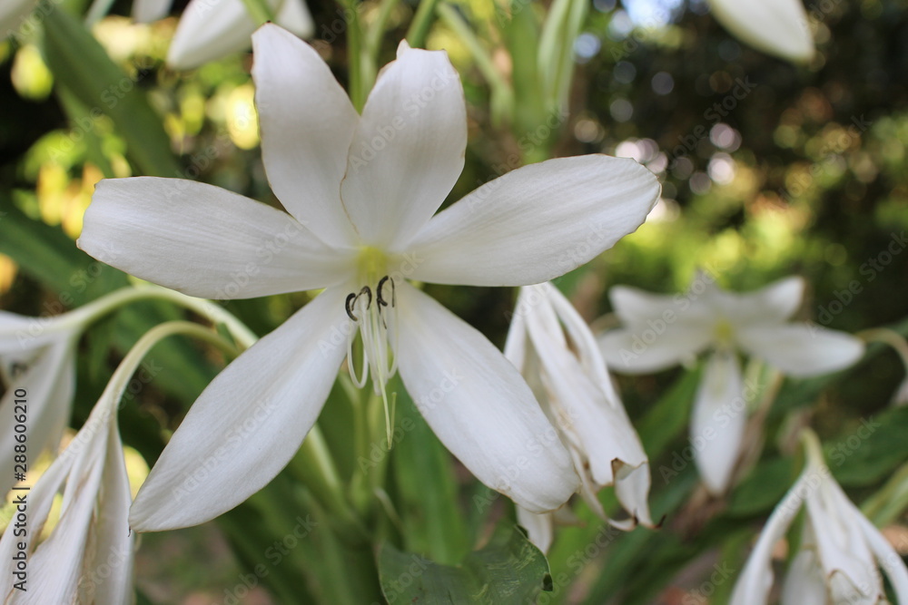 white flower blossoms and flower heads white flower blossoms and flower heads