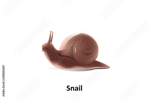 Brown snail on a white background its are classified as invertebrates and eat plants and fruits for food.