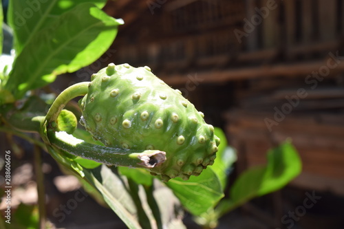 Noni Fruit  still attached to the branch  the island of Java