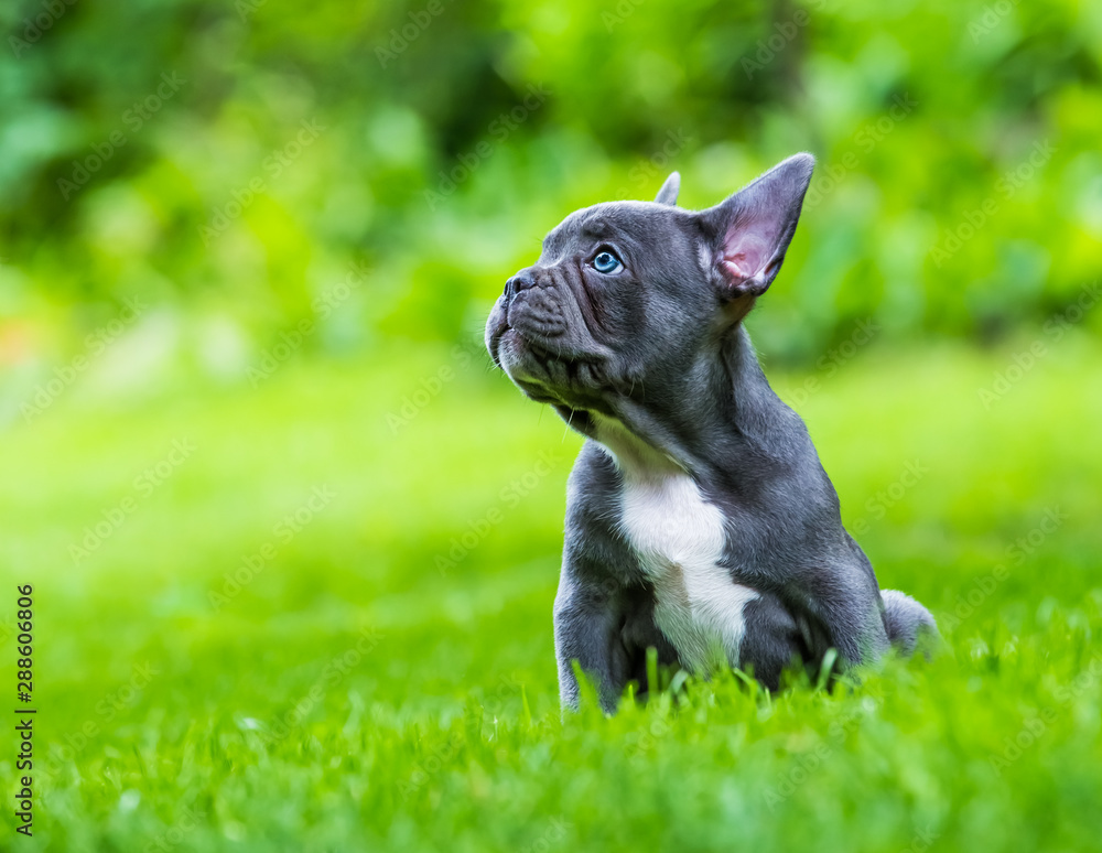 a very young french bulldog sits in a garden in front of green background