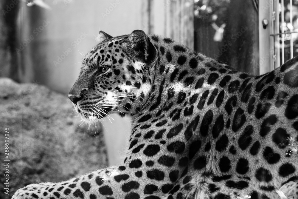 Obraz premium Black and white photo of an Amur leopard