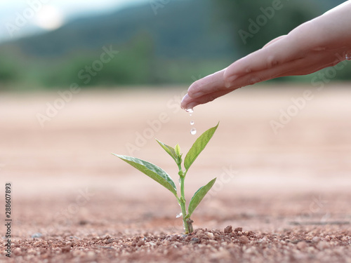 Hand nurturing and watering young baby plants growing in germination sequence on fertile soil nature background